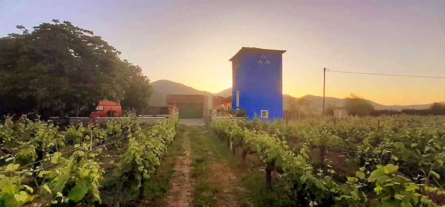 Kalogris Organic Winery vineyards in the background of a tower and mountains